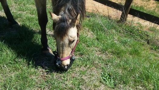 Watching horses adjust to their GreenGuard Grazing Muzzle