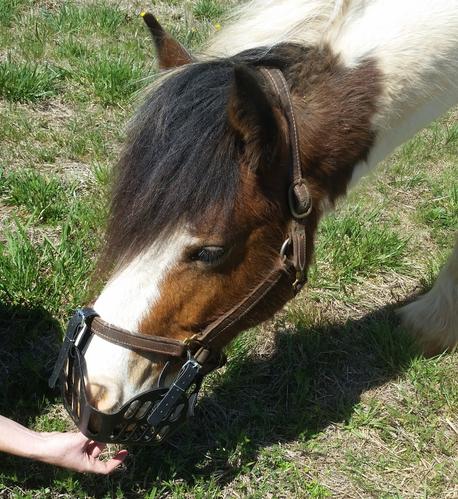 Best ways to introduce the GreenGuard Grazing Muzzle to your horse