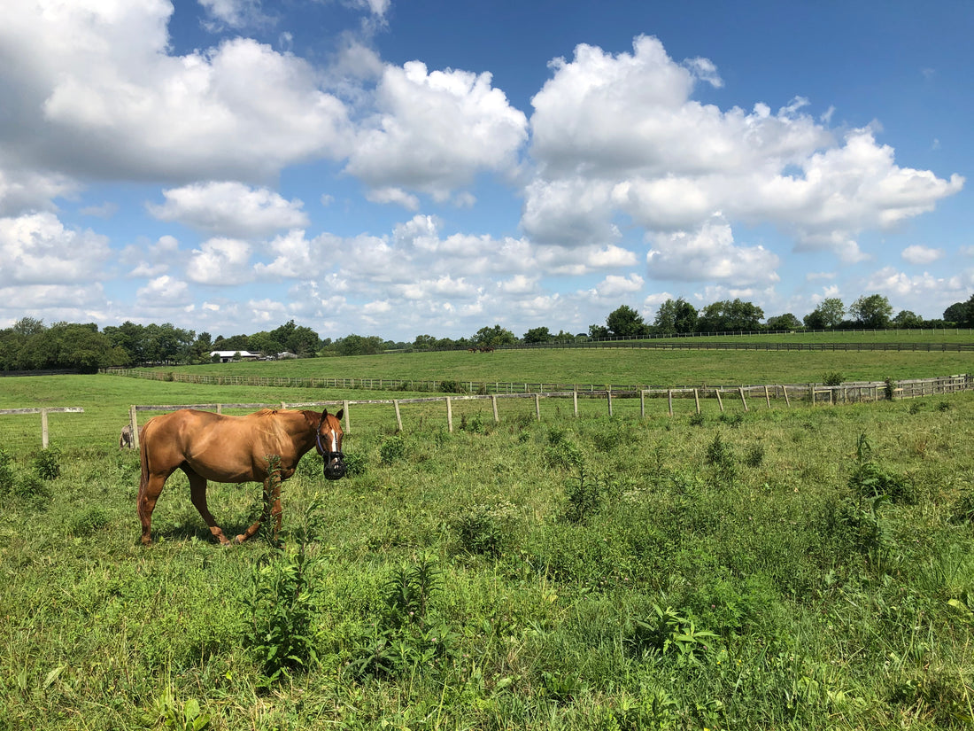 What causes laminitis in horses?