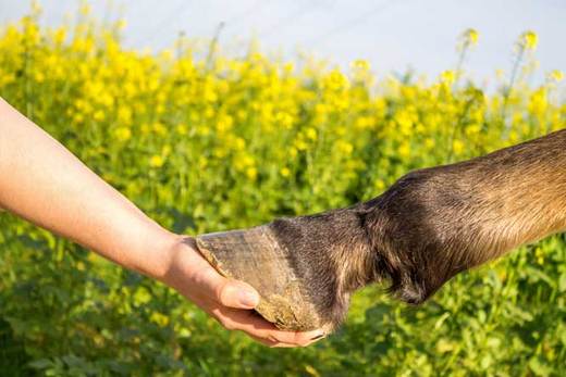 Learn to spot the early signs of laminitis in horses