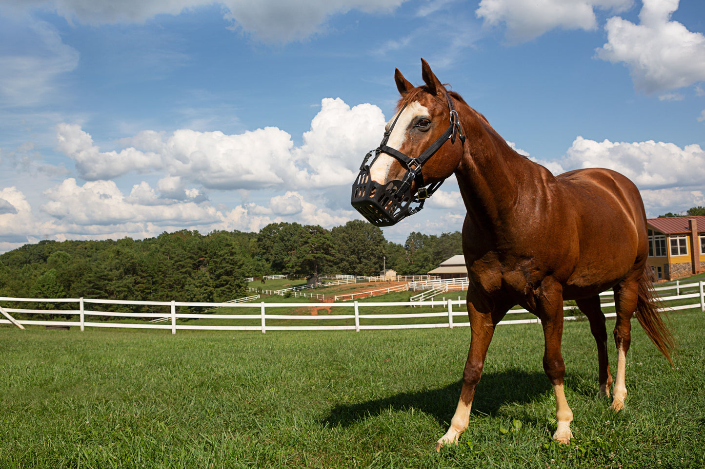 GreenGuard Grazing Muzzle