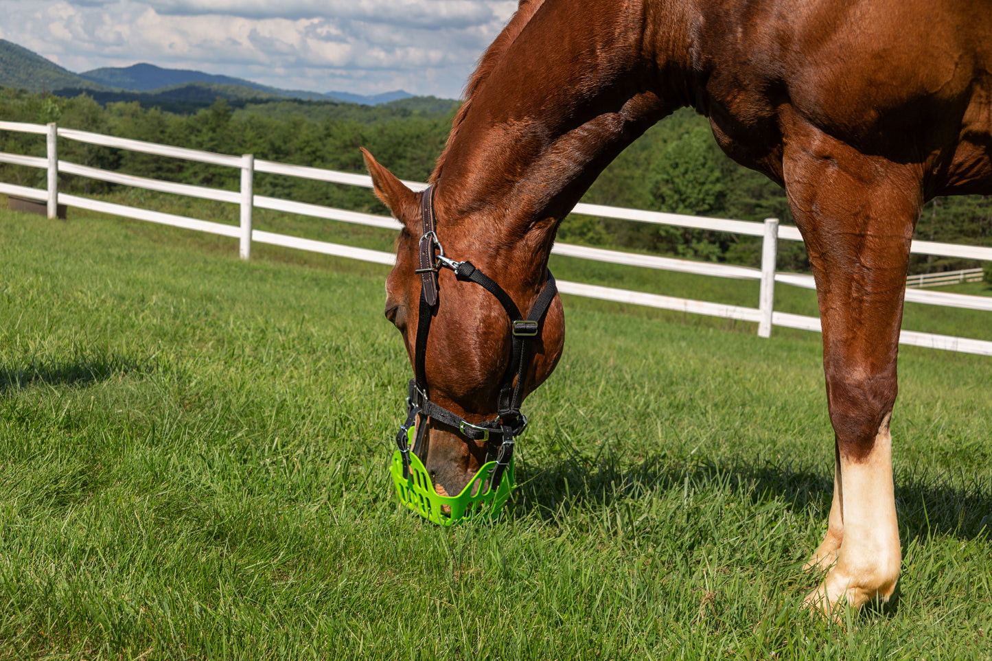 Halter - Premium Breakaway