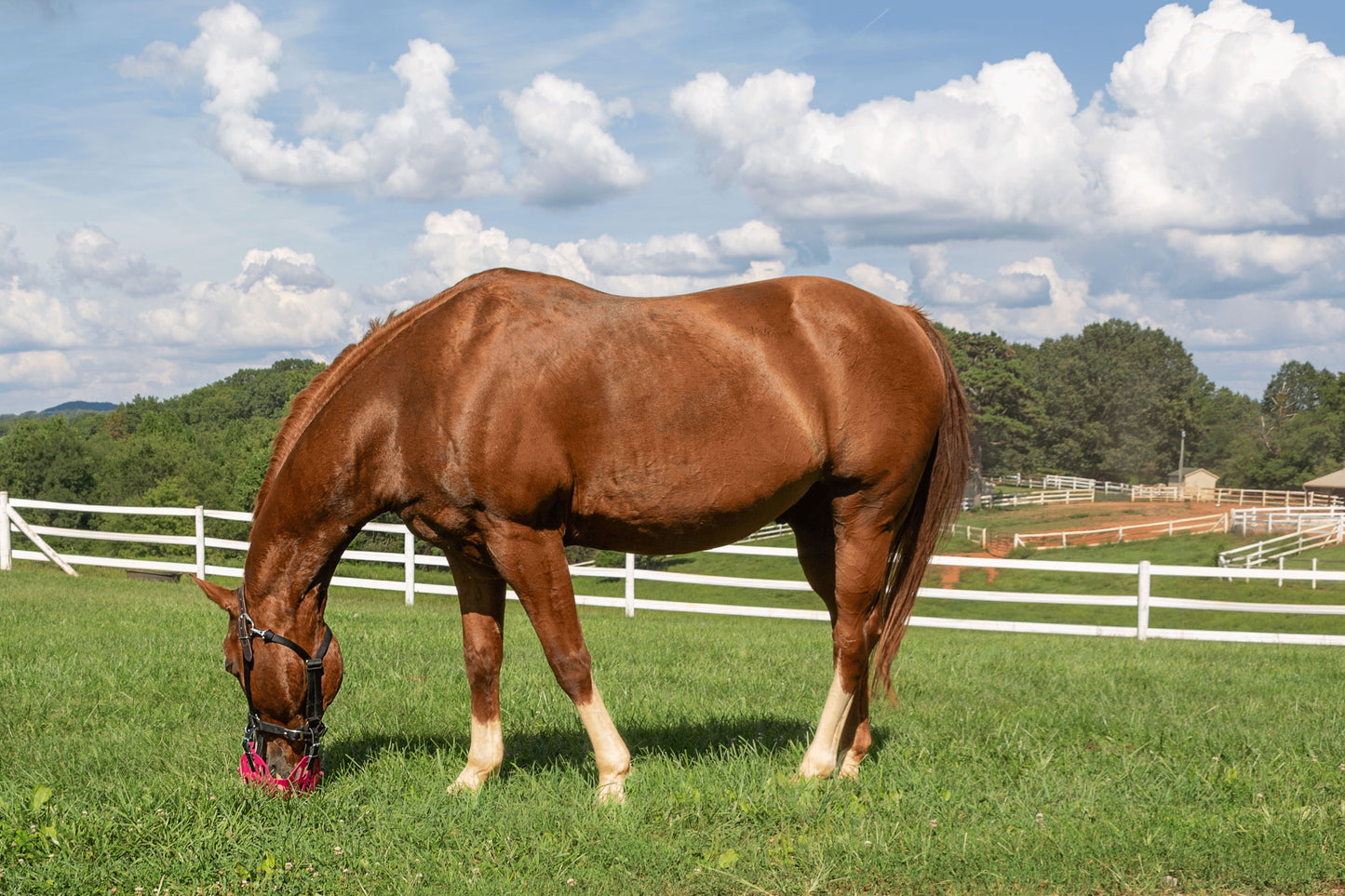 GreenGuard Grazing Muzzle