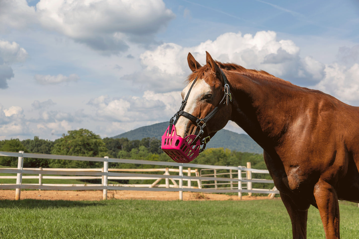 GreenGuard Grazing Muzzle